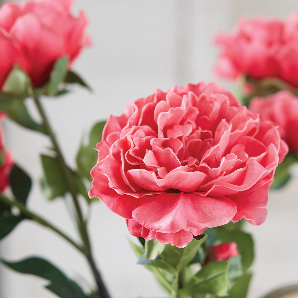 Peony Stem
