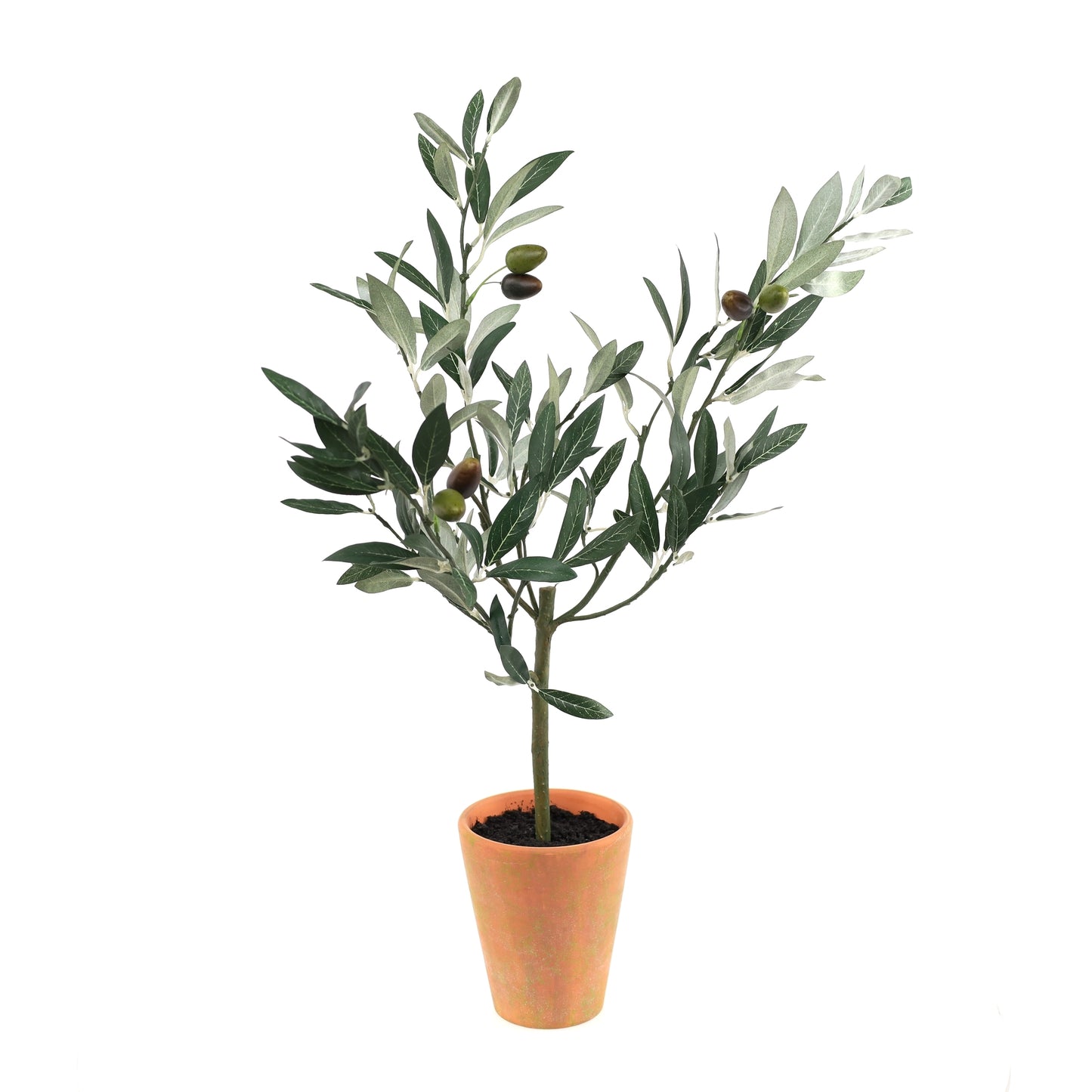 Olive Topiary Tree
