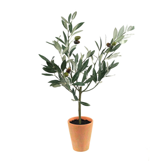 Olive Topiary Tree