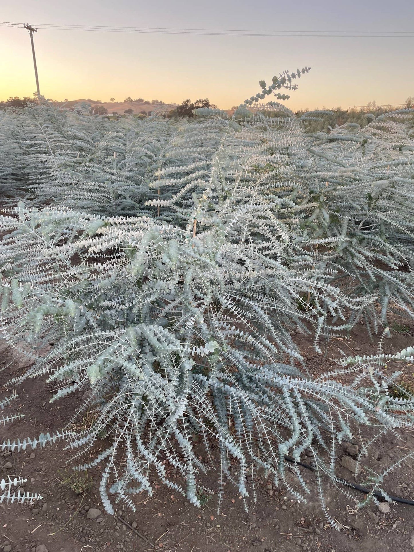 Fresh Eucalyptus Shower Plant