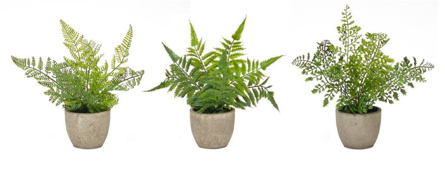 Small Potted Ferns