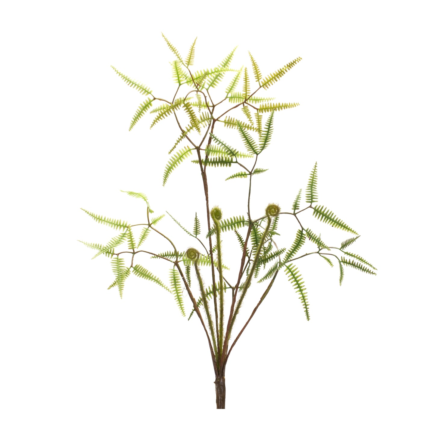 Mini Fern Bush