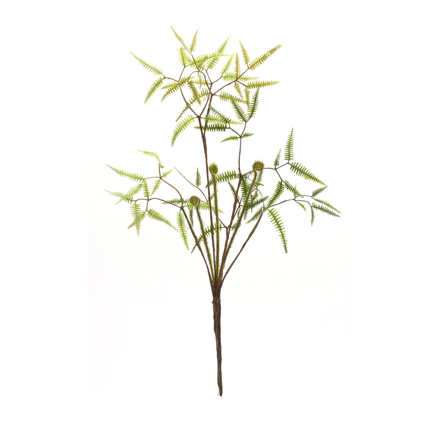 Mini Fern Bush