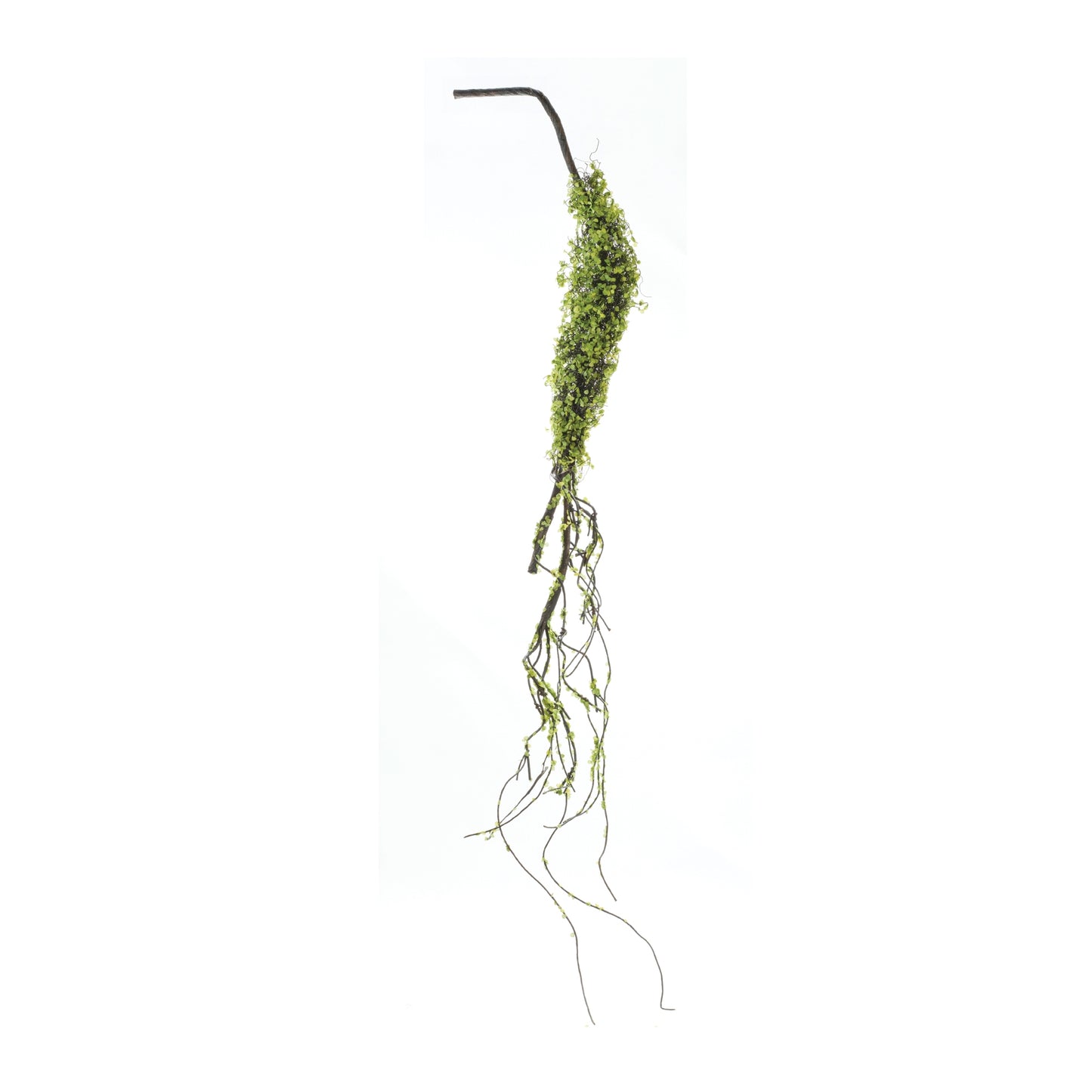 Green Leaf Vine