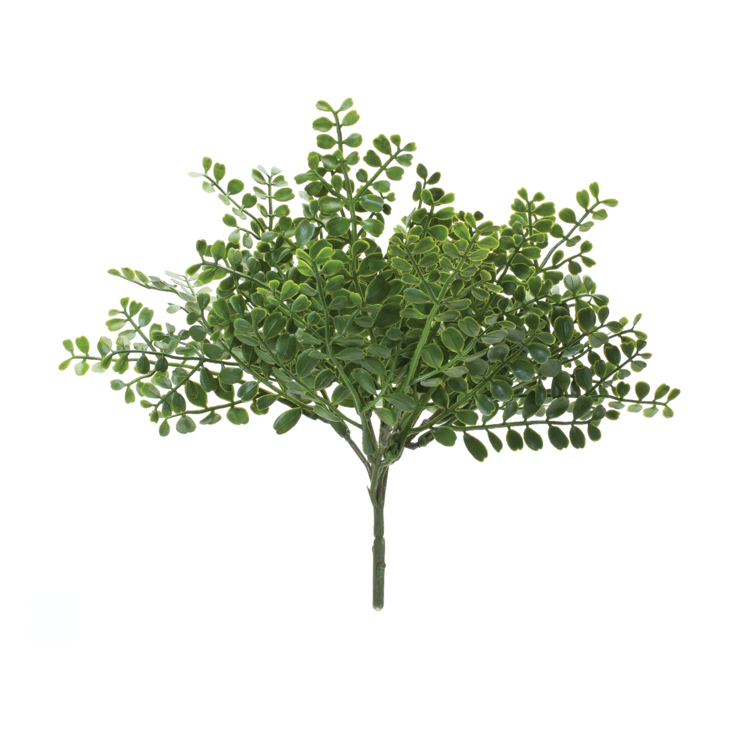 Fern Bush Pick Small
