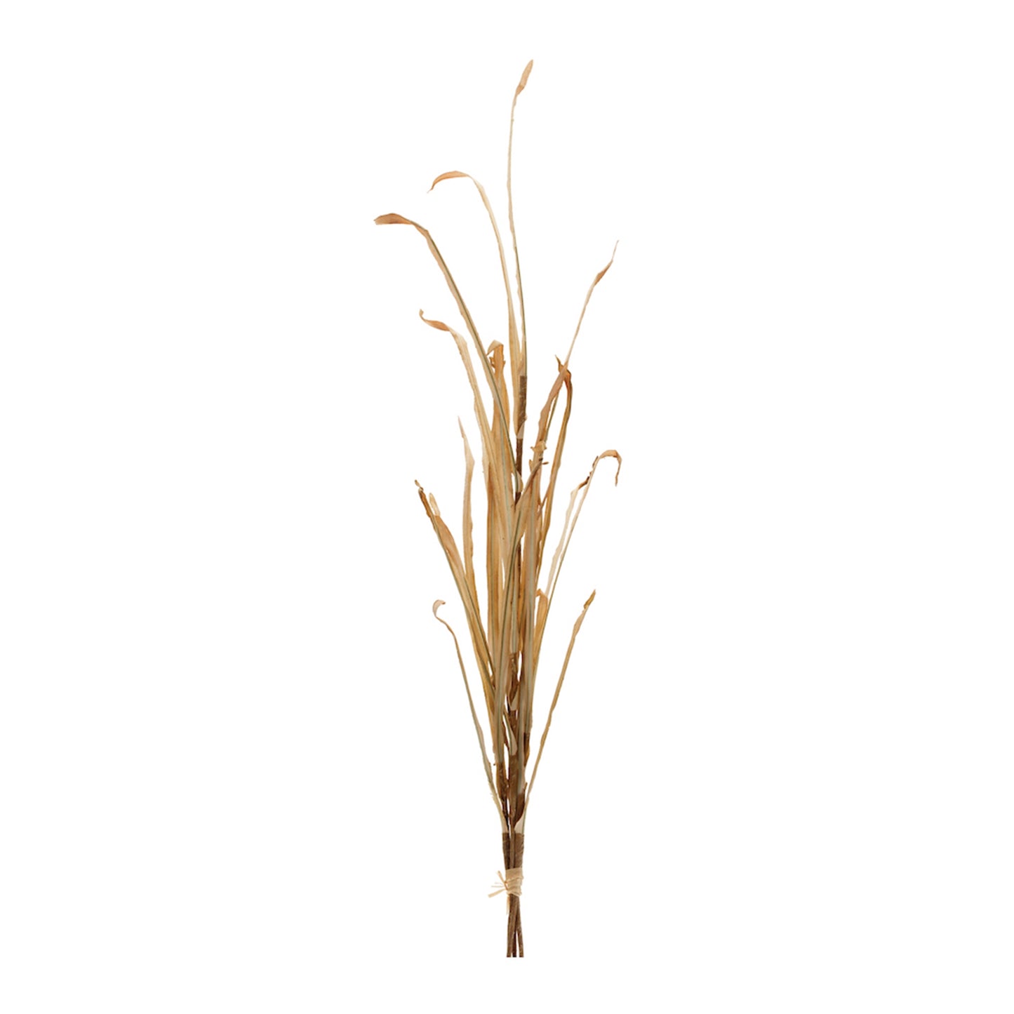 Dried Grass Stem