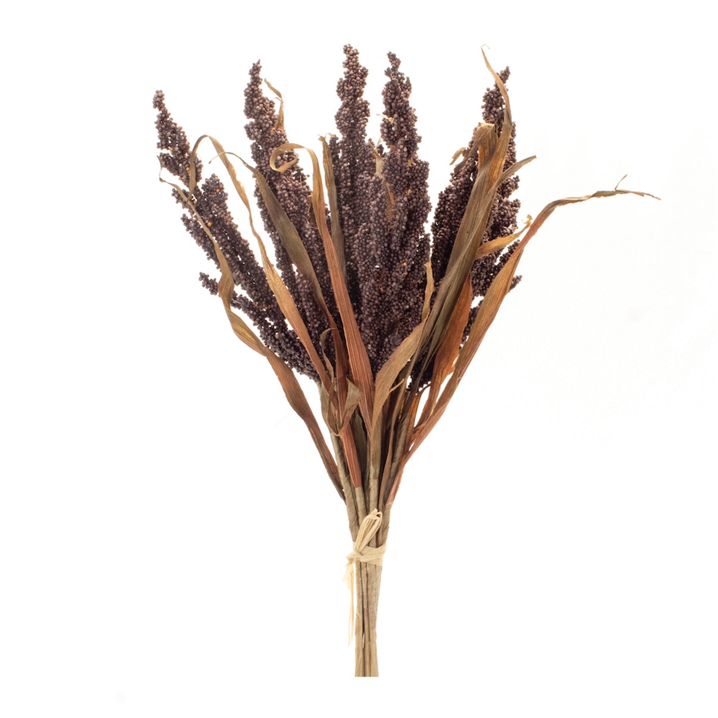 Burgundy Astilbe