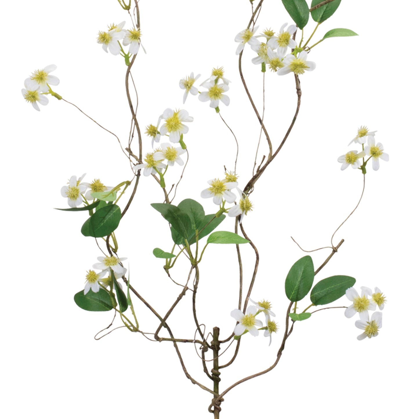 White Bud Branch