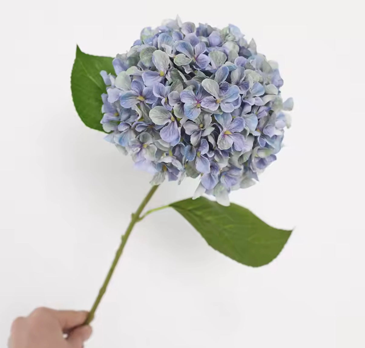 Blue Hydrangea Stem