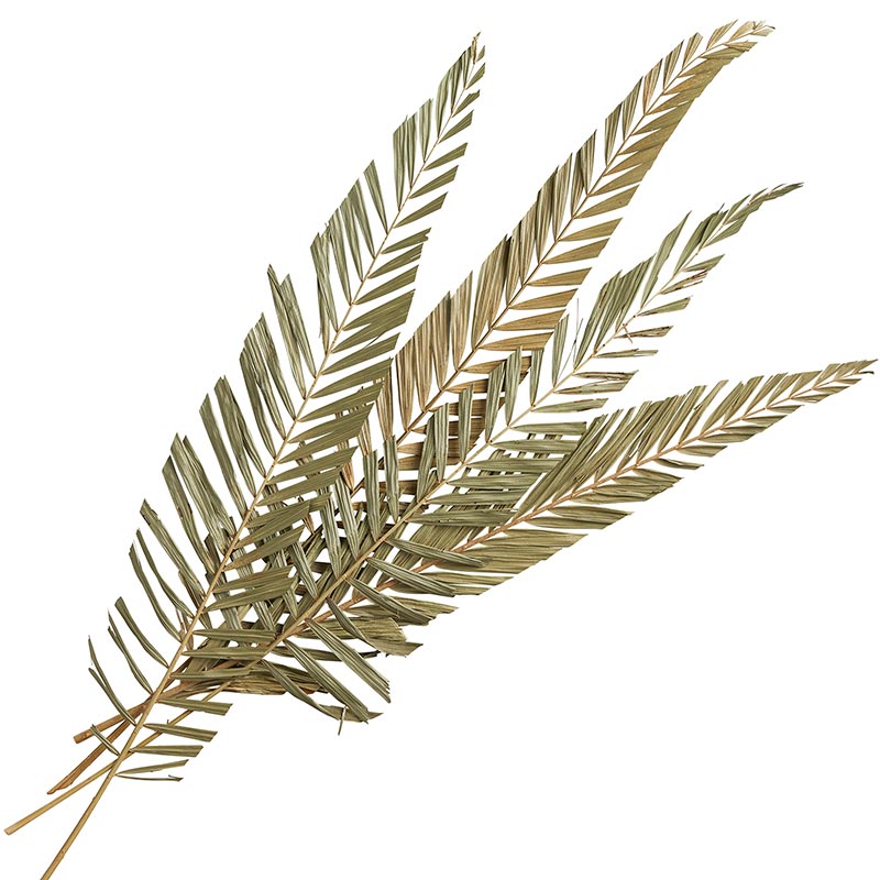 Natural Dried Fern Stems