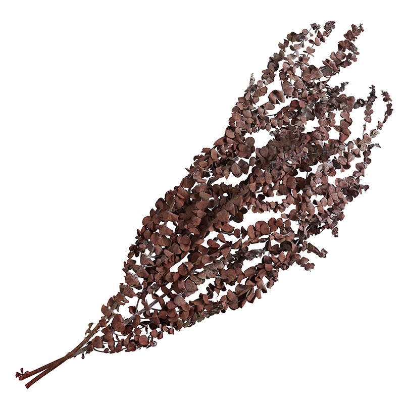 Burgundy Eucalyptus Bush