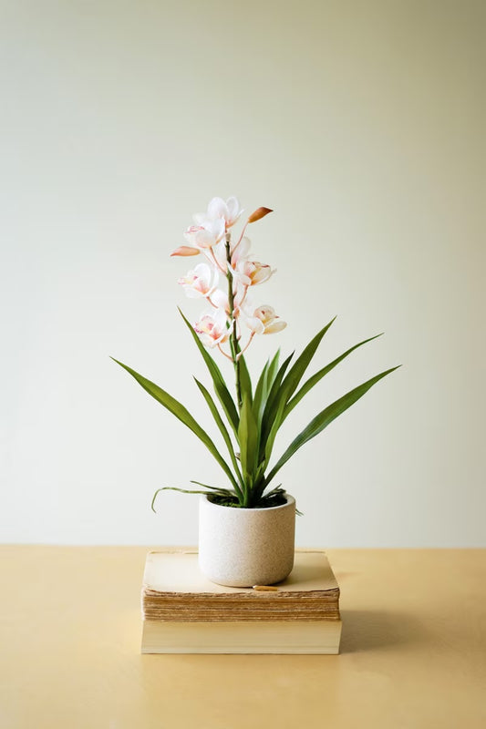 Pink Potted Orchid