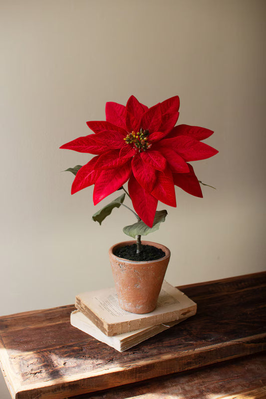 Potted Red Poinsettia