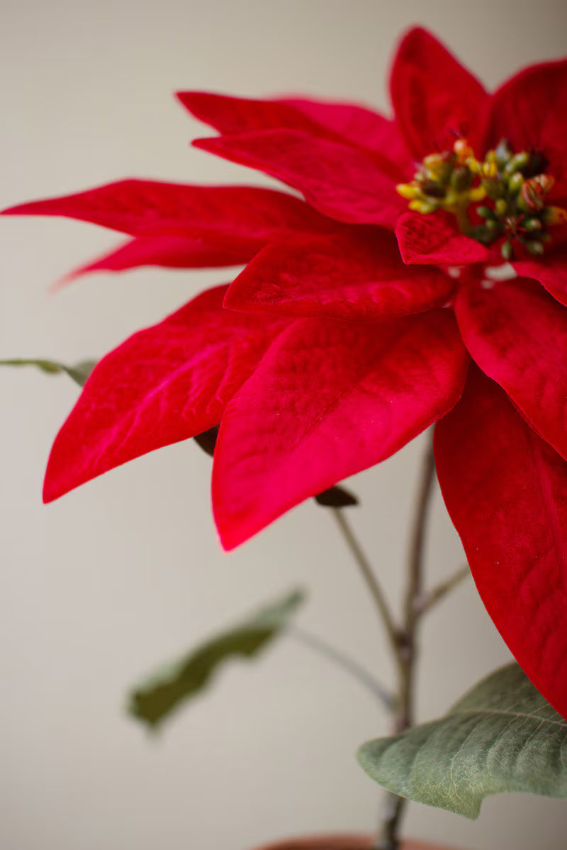 Potted Red Poinsettia