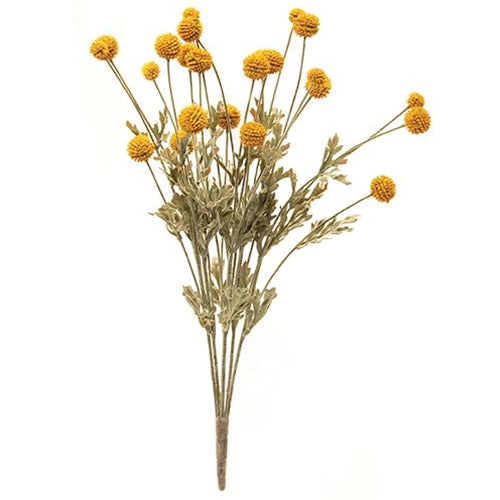 Mustard Fall bush
