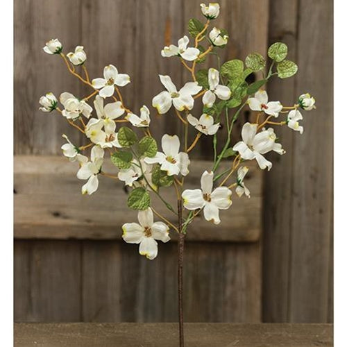 White Bud Dogwood Bush