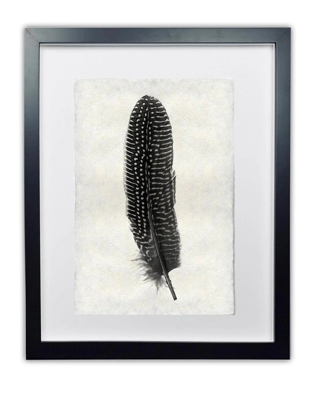 Pheasant Feather Print