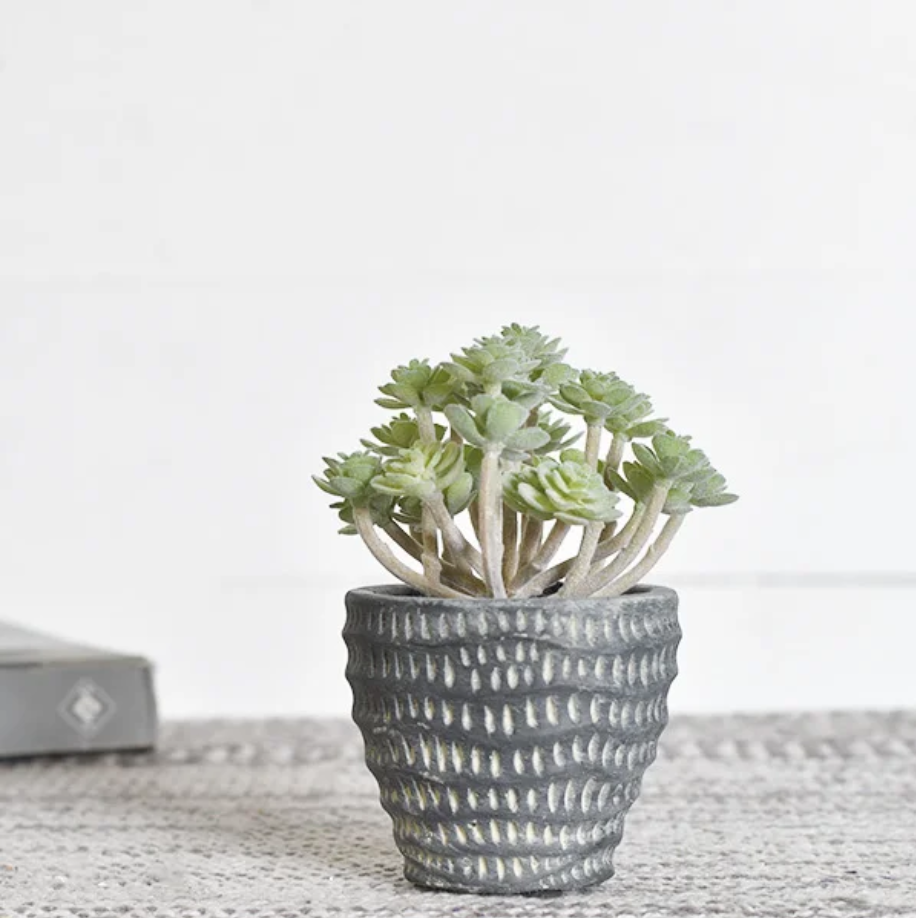 Black Potted Succulent