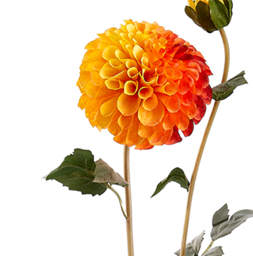 Orange Dahlia