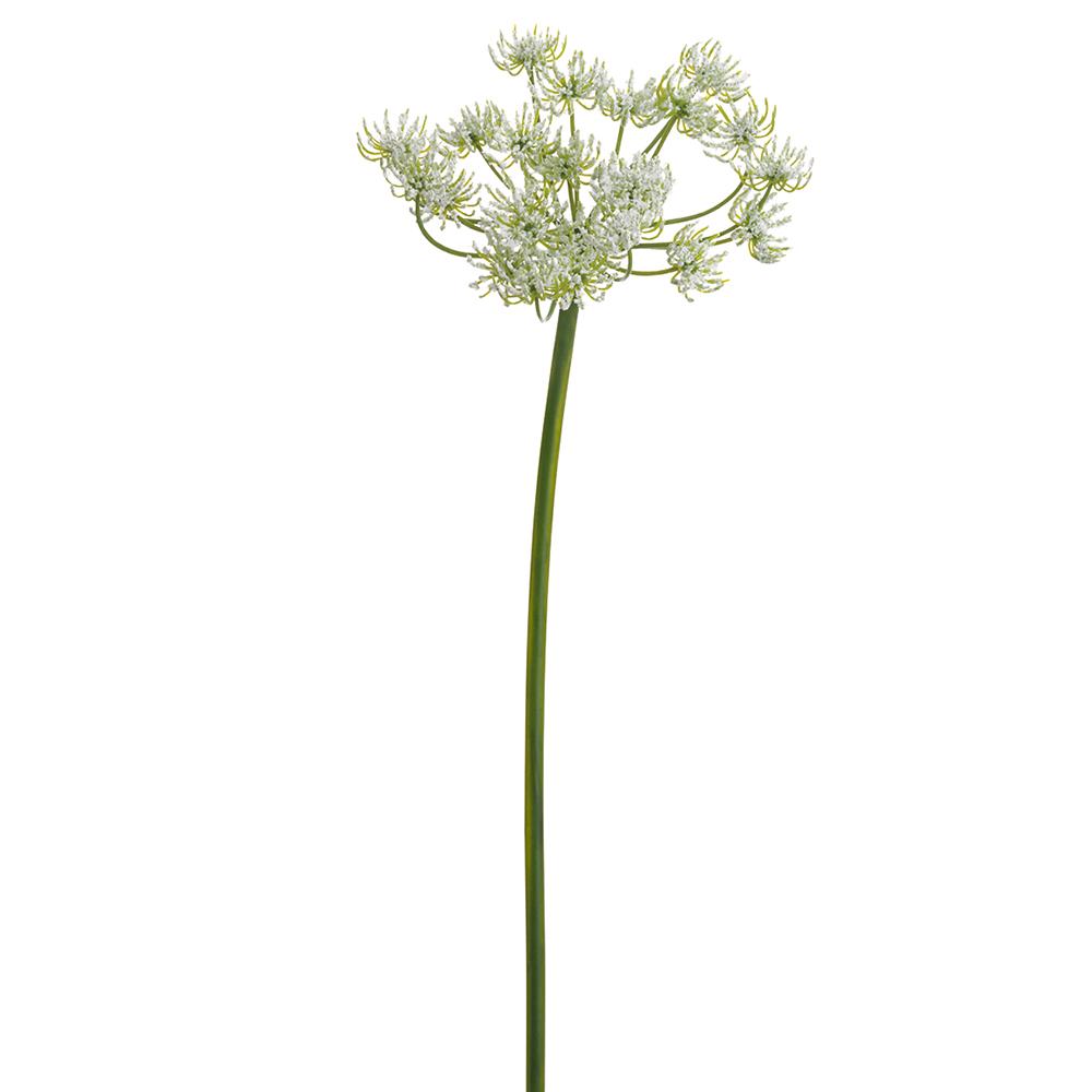Queen Anne's Lace