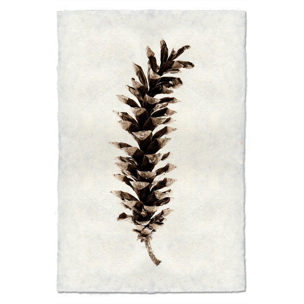 Eastern White Pinecone Print