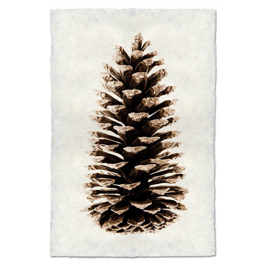 Loblolly Pinecone Print