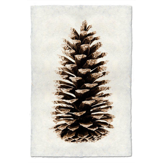 Loblolly  Pinecone Print (Online Exclusive)
