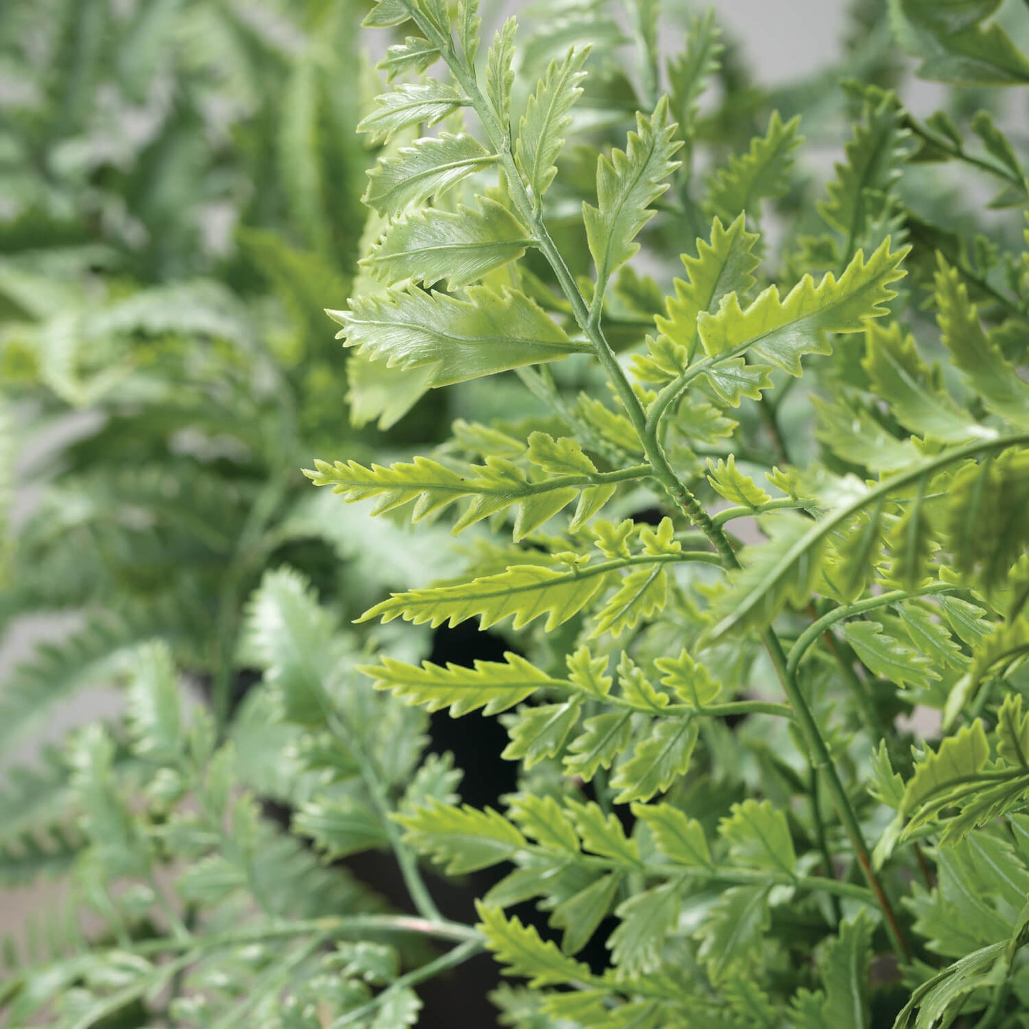 Small Potted Fern