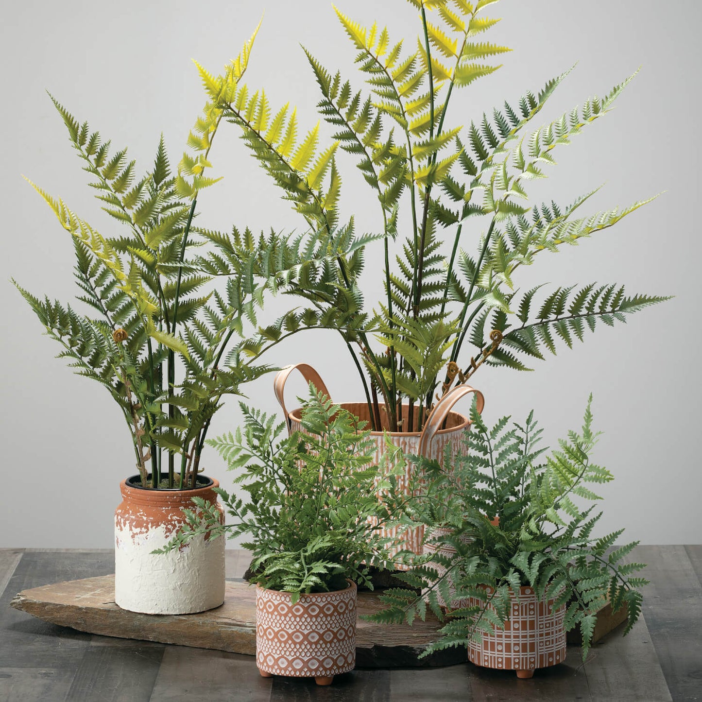Small Potted Fern
