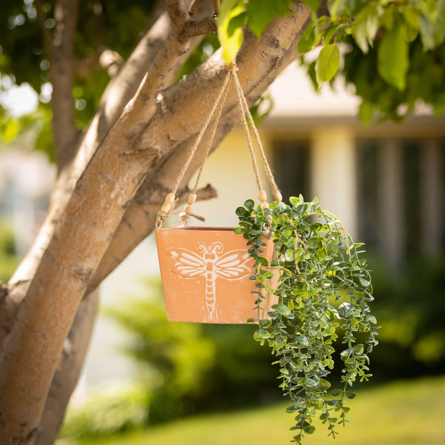Hanging Eucalyptus Bush