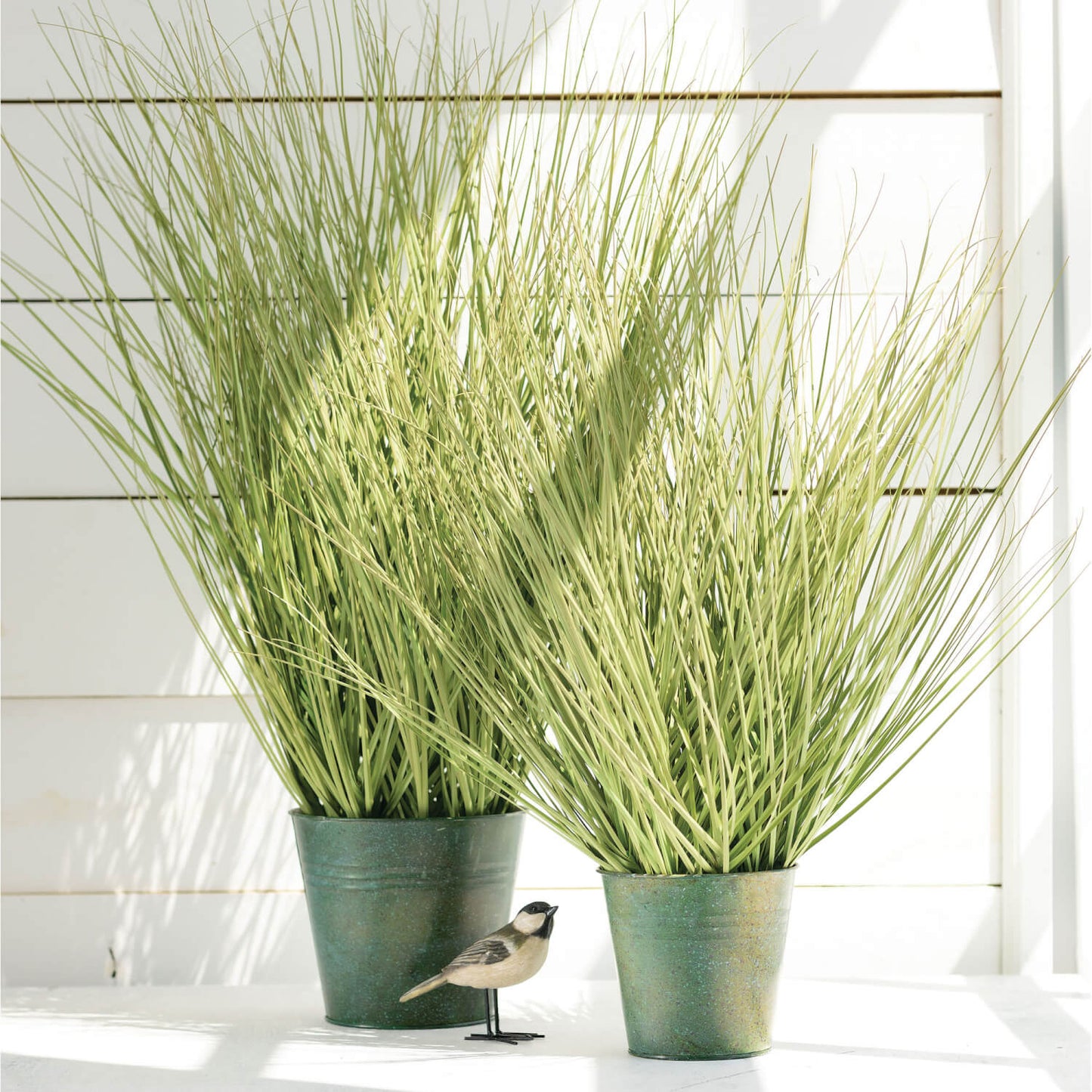 Potted Onion Grass