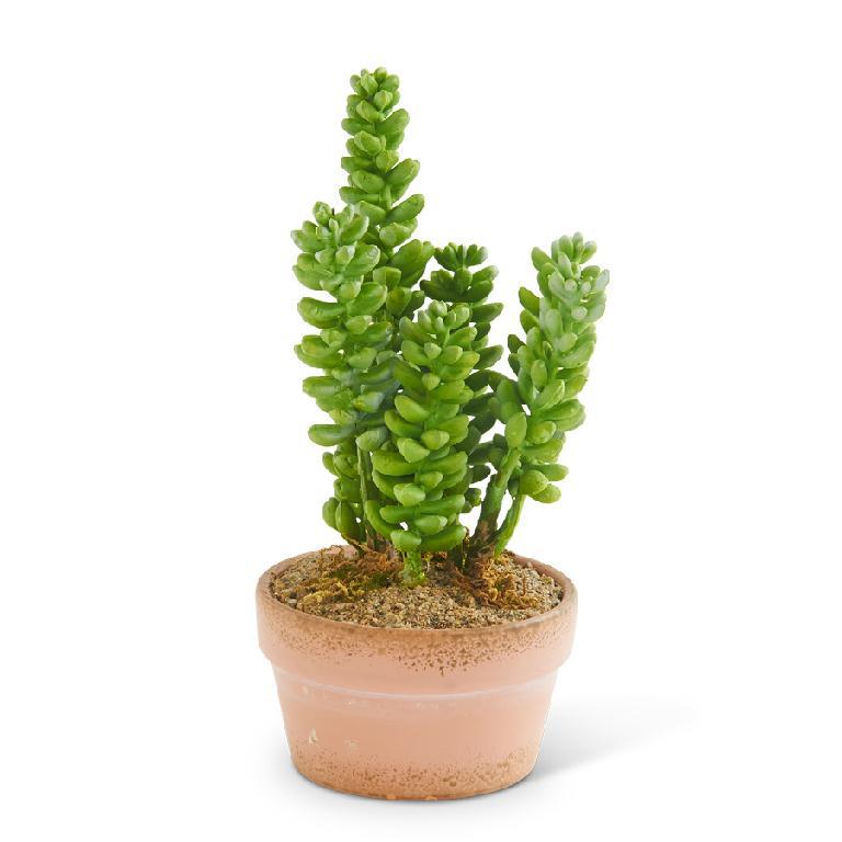 Sedum Donkey's Tail Succulent in Clay Pot