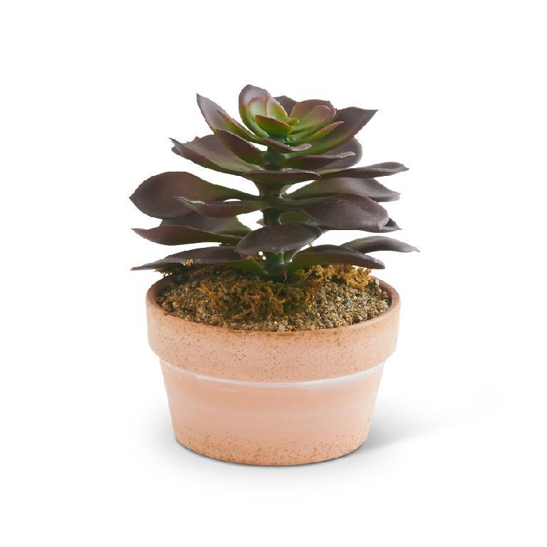 Purple Pearl Echeveria Succulent in Clay Pot