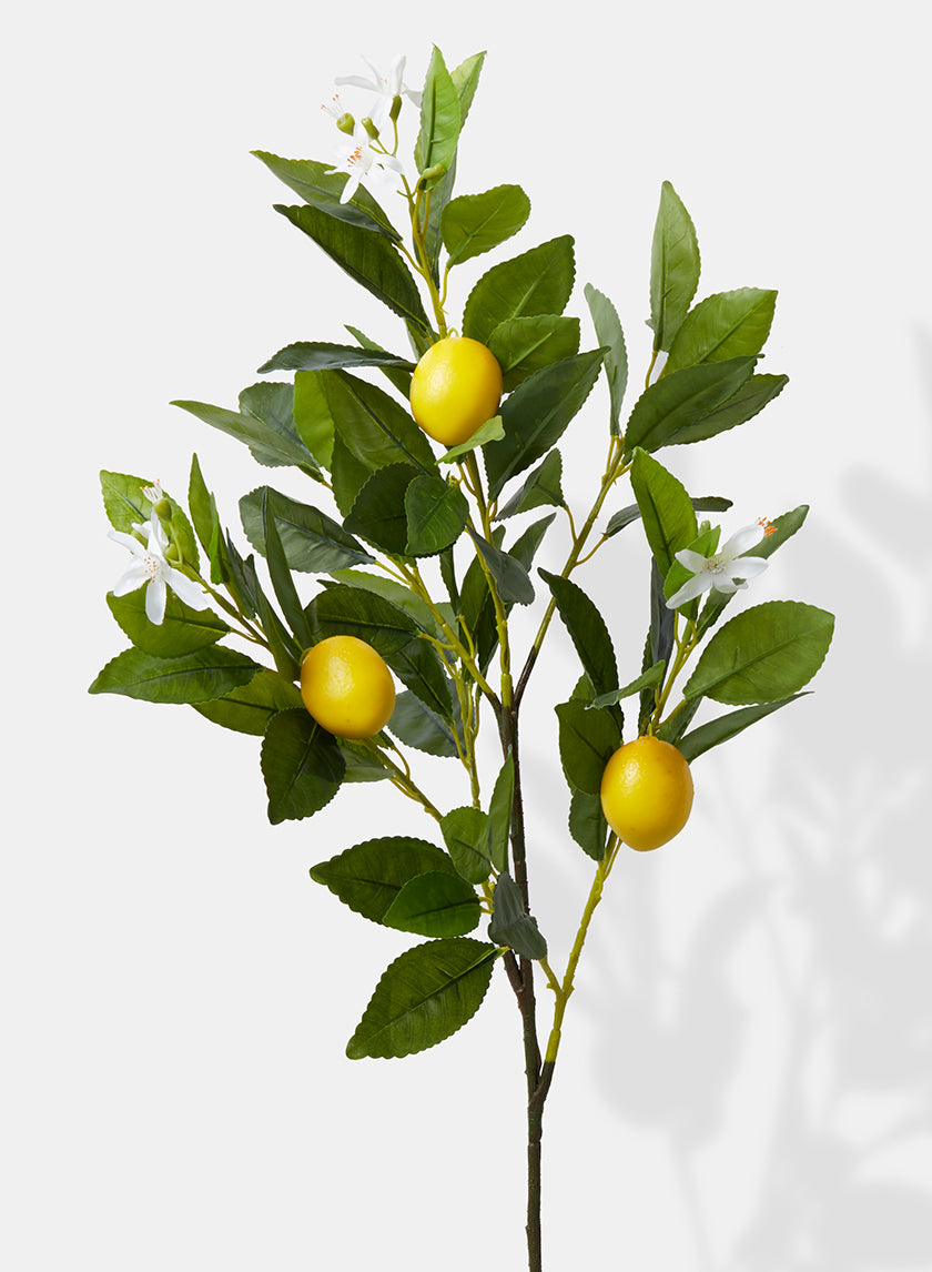 Lemon Branch