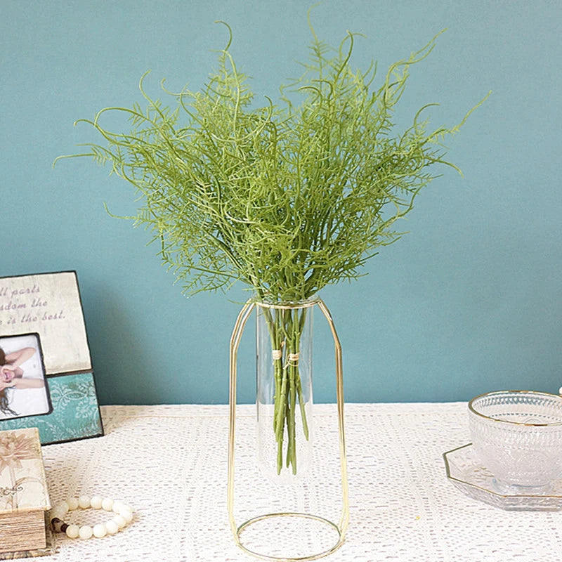 Asparagus Fern