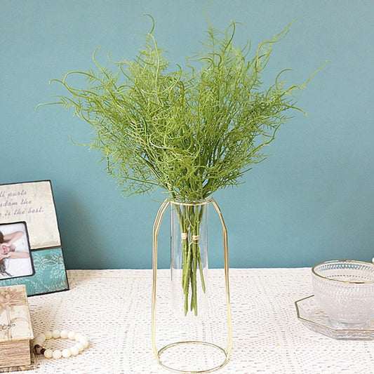 Asparagus Fern