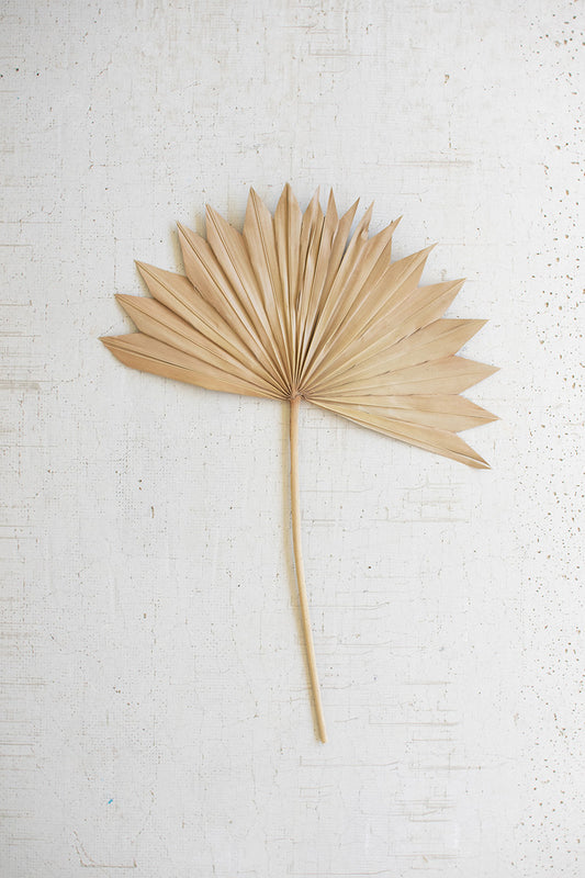 Sun Palm Spear