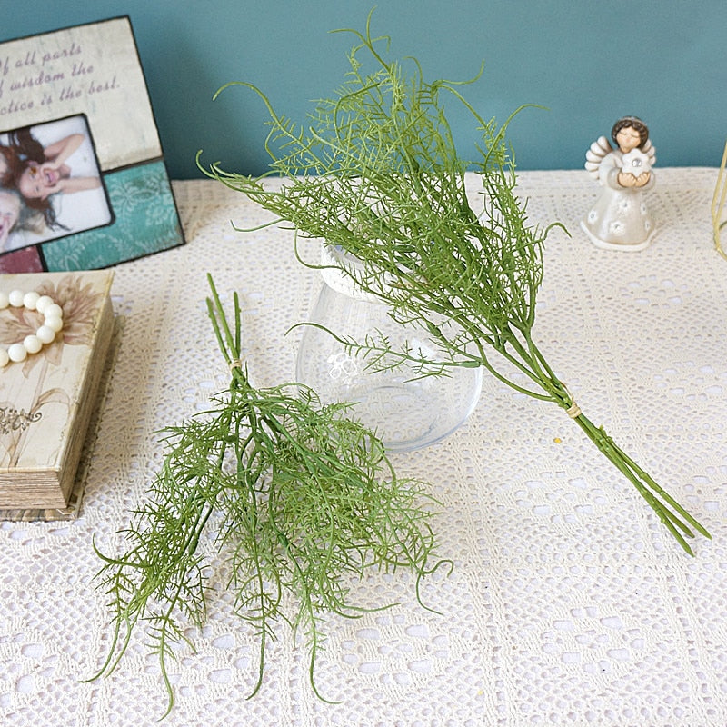 Asparagus Fern