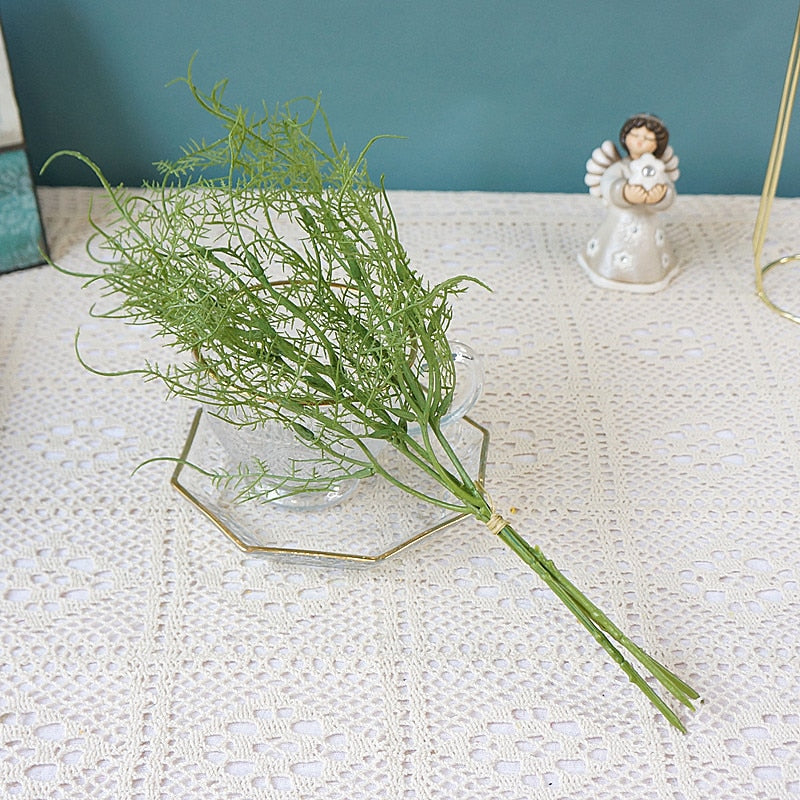 Asparagus Fern