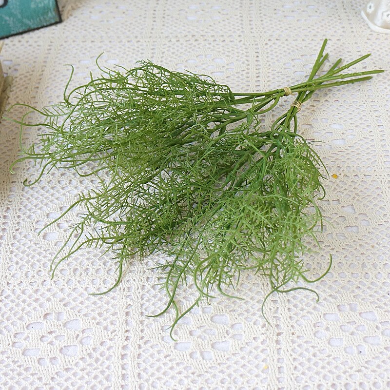 Asparagus Fern