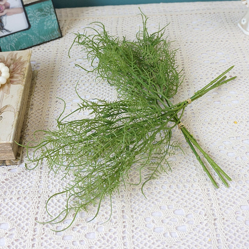 Asparagus Fern
