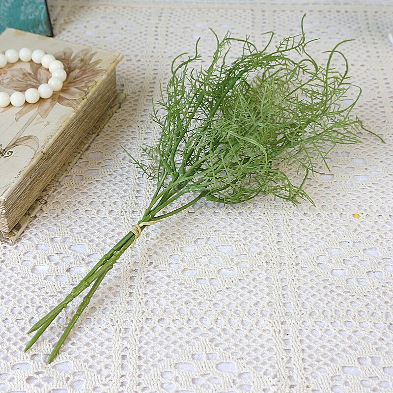 Asparagus Fern