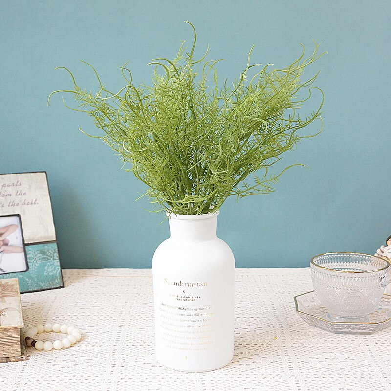 Asparagus Fern