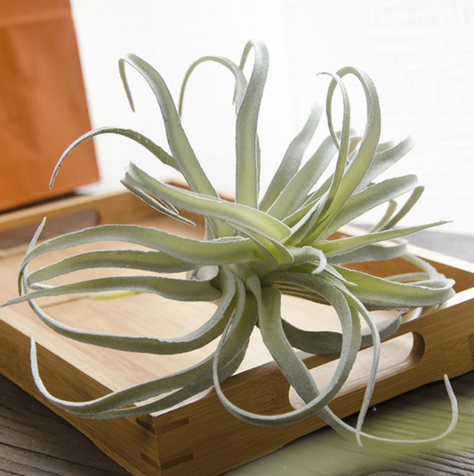 Faux Air Plant