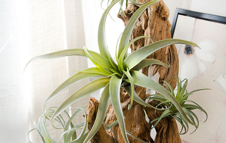 Faux Air Plant