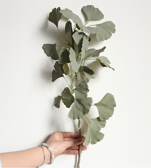 Green Ginkgo Leaf Stem