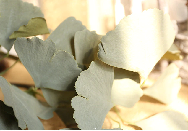 Green Ginkgo Leaf Stem