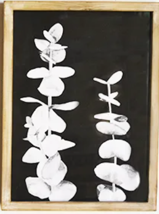 Botanical Art Prints