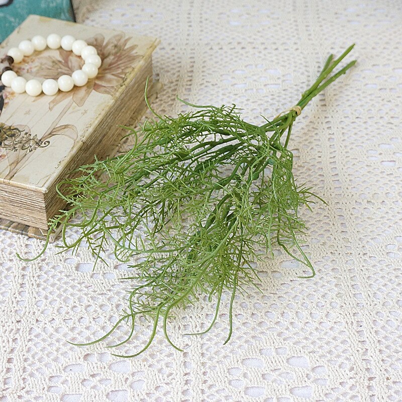 Asparagus Fern