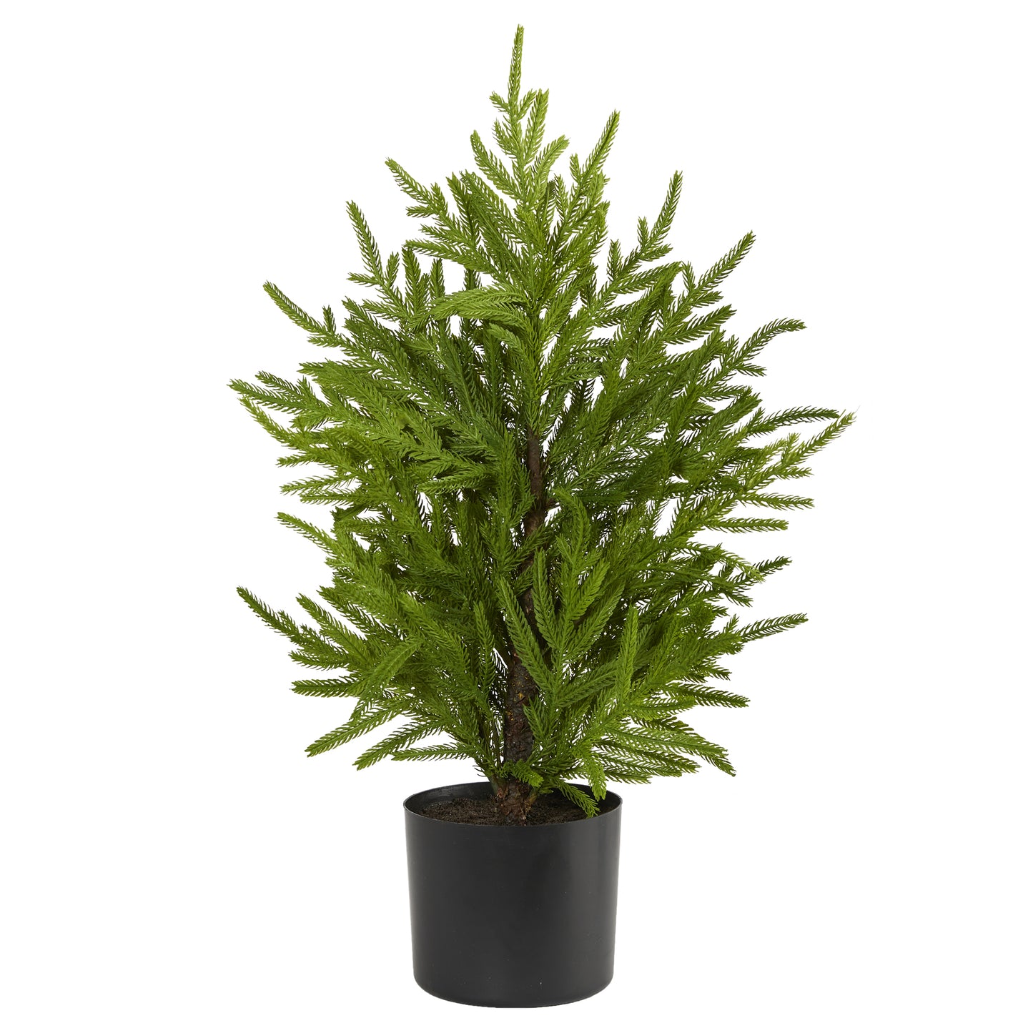 Norfolk Pine 24in Tabletop Tree